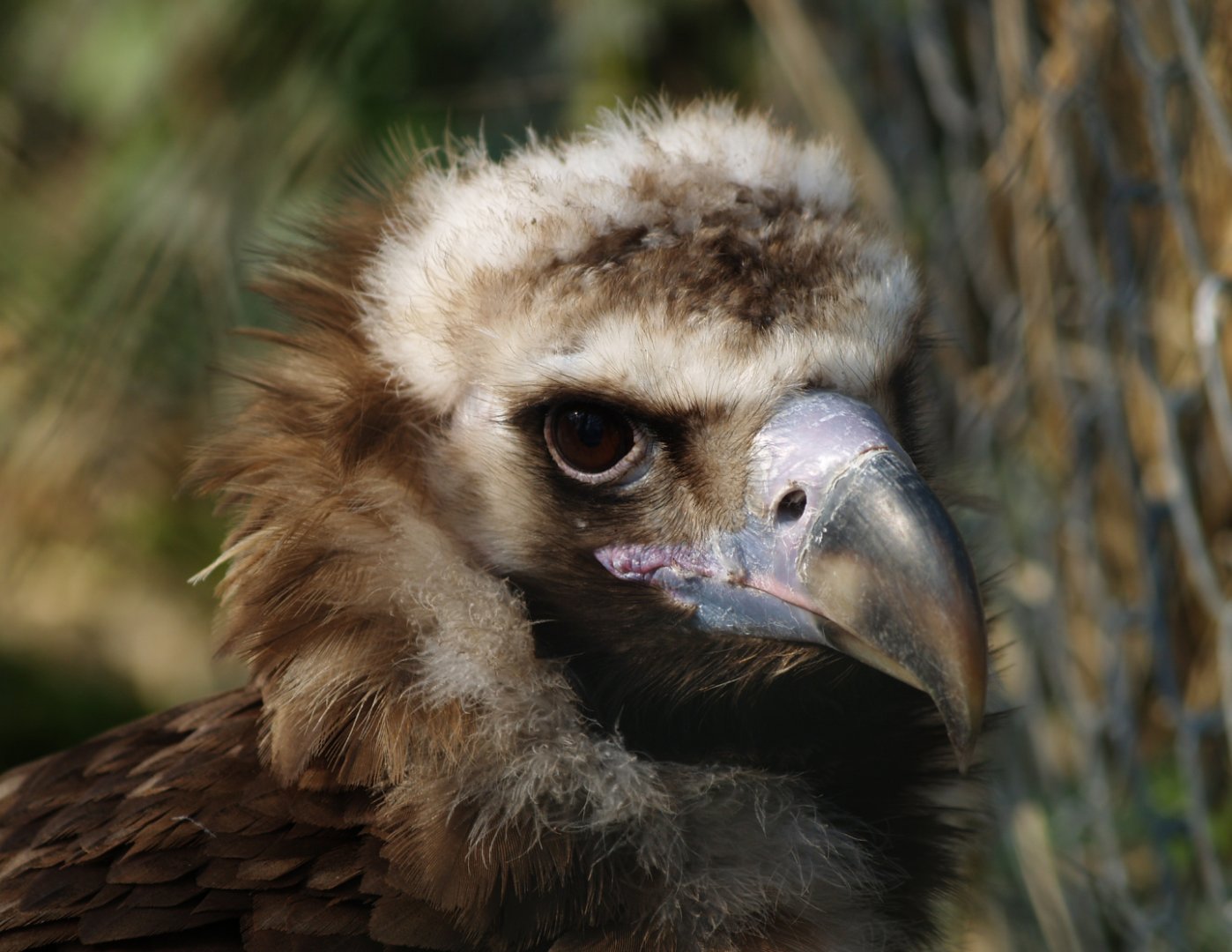 Cinereous vulture (Aegypius monachus), 2012-03-25