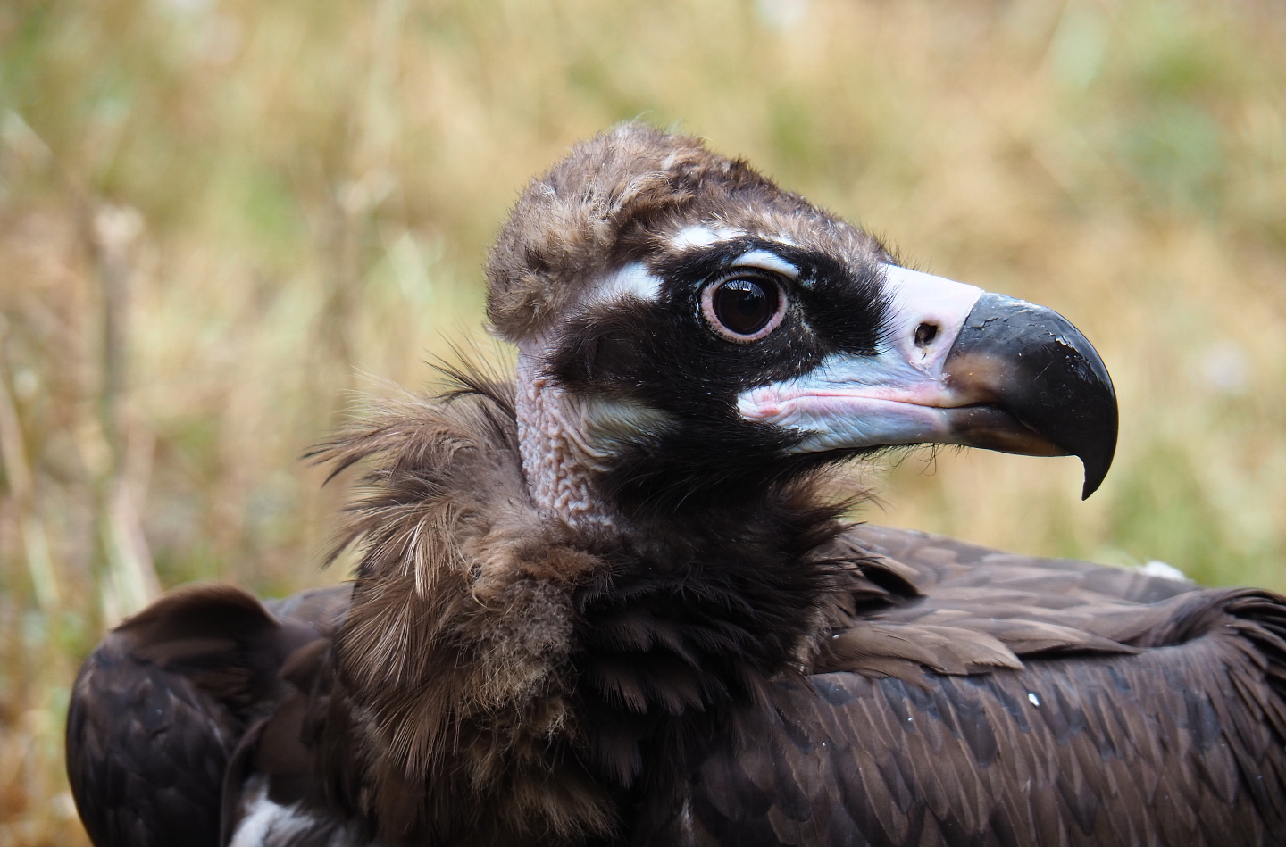 Cinereous vulture (Aegypius monachus), 2019-07-21