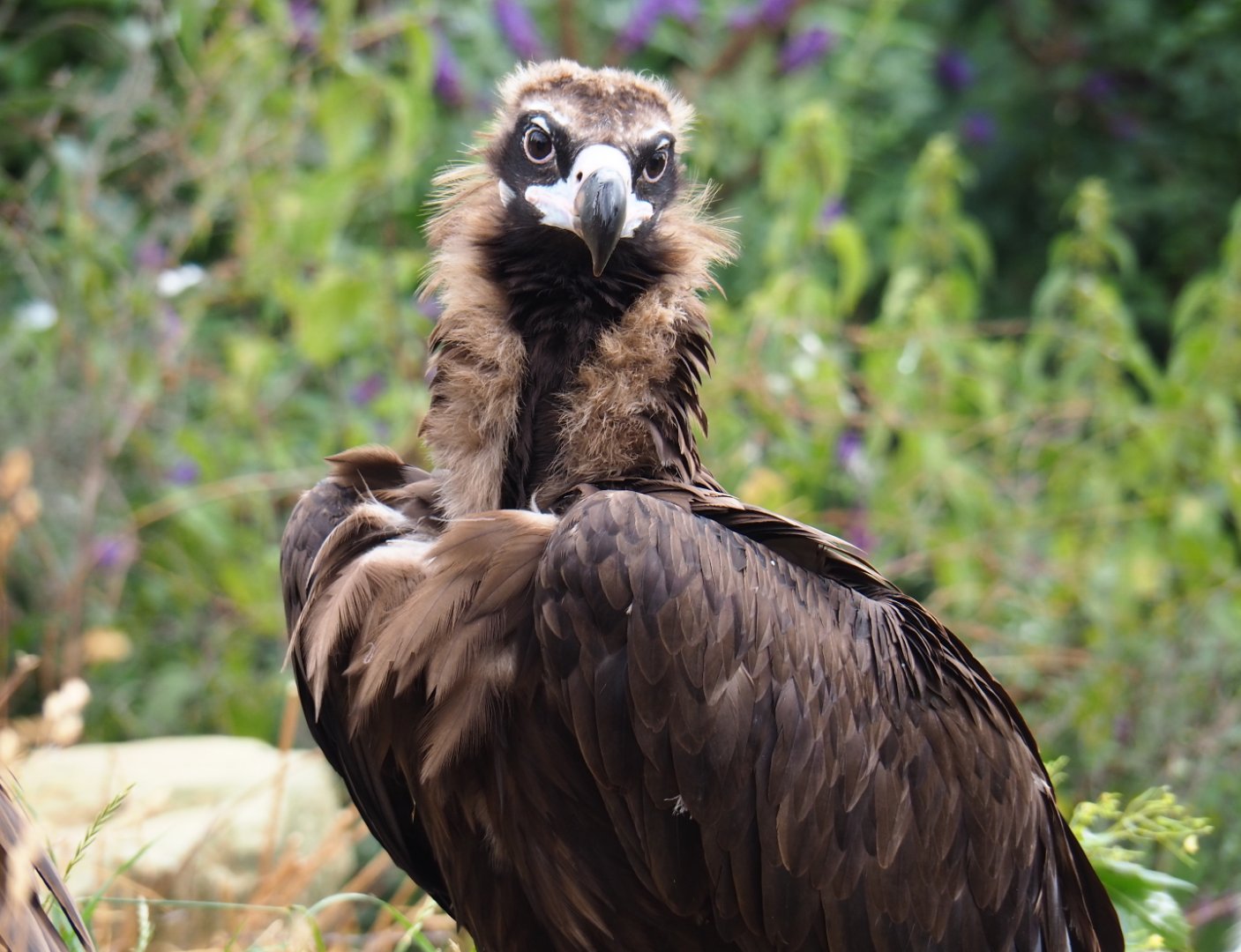 Cinereous vulture (Aegypius monachus), 2019-07-21