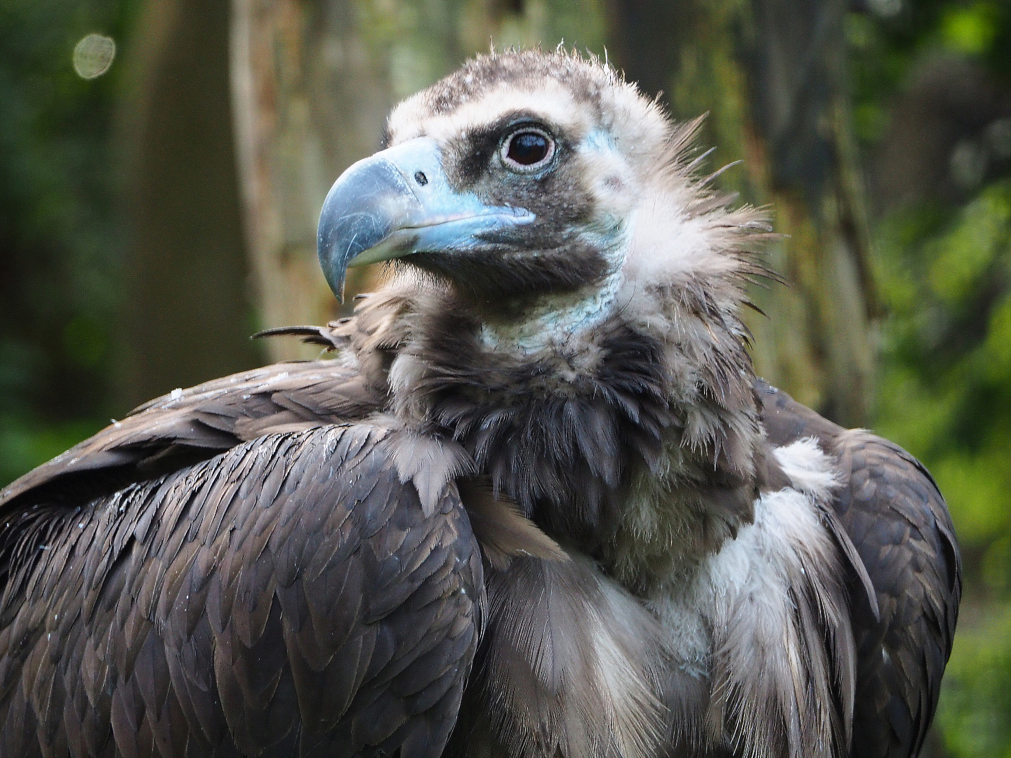 Cinereous vulture (Aegypius monachus), 2019-10-04