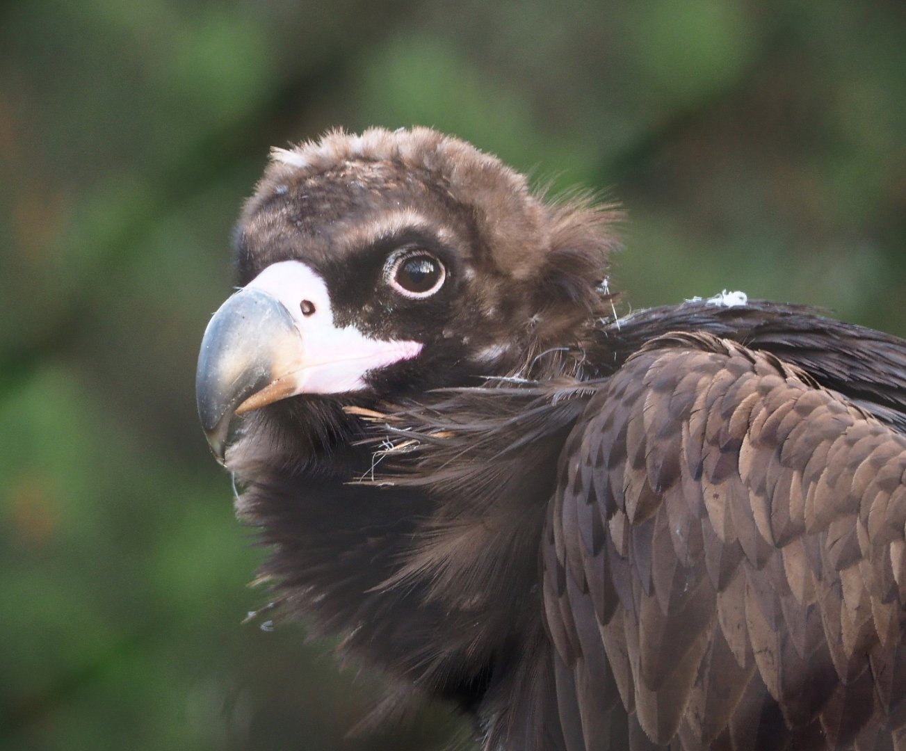 Cinereous vulture (Aegypius monachus), 2019-12-28