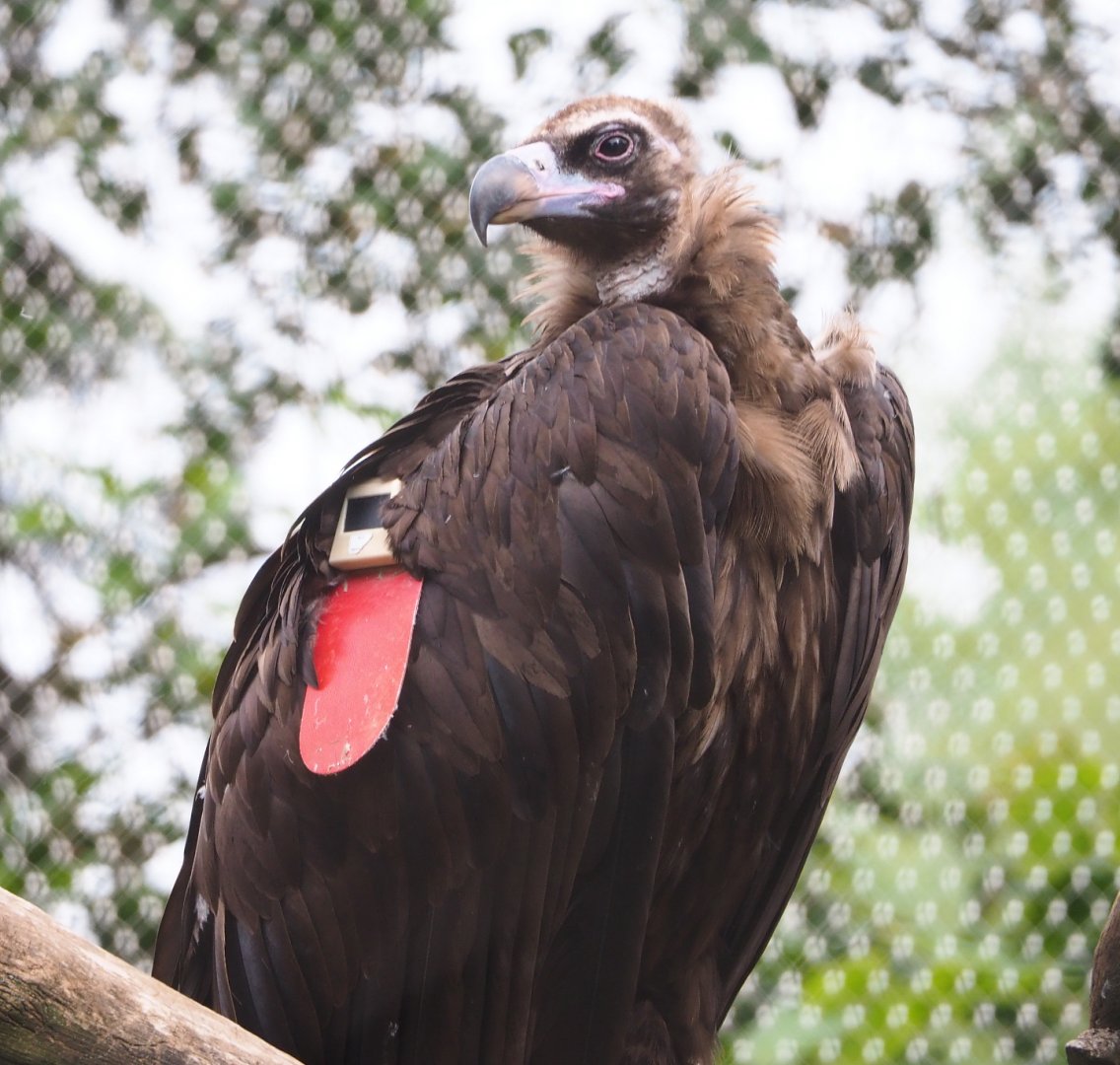 Cinereous vulture (Aegypius monachus), 2020-07-14