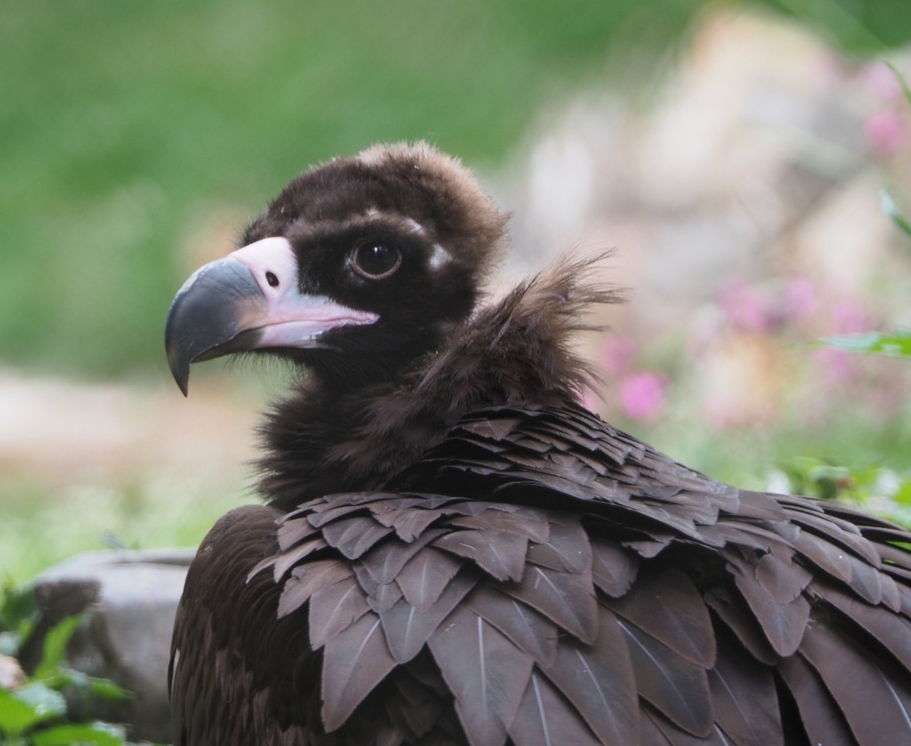 Cinereous vulture (Aegypius monachus), 2020-07-14