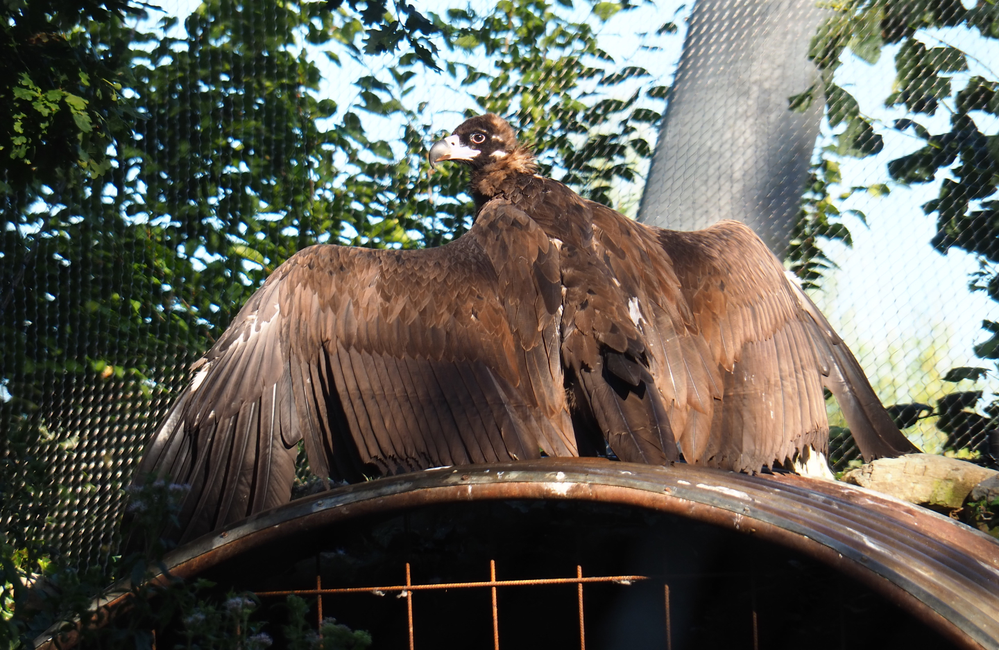 Cinereous vulture (Aegypius monachus), 2020-07-21