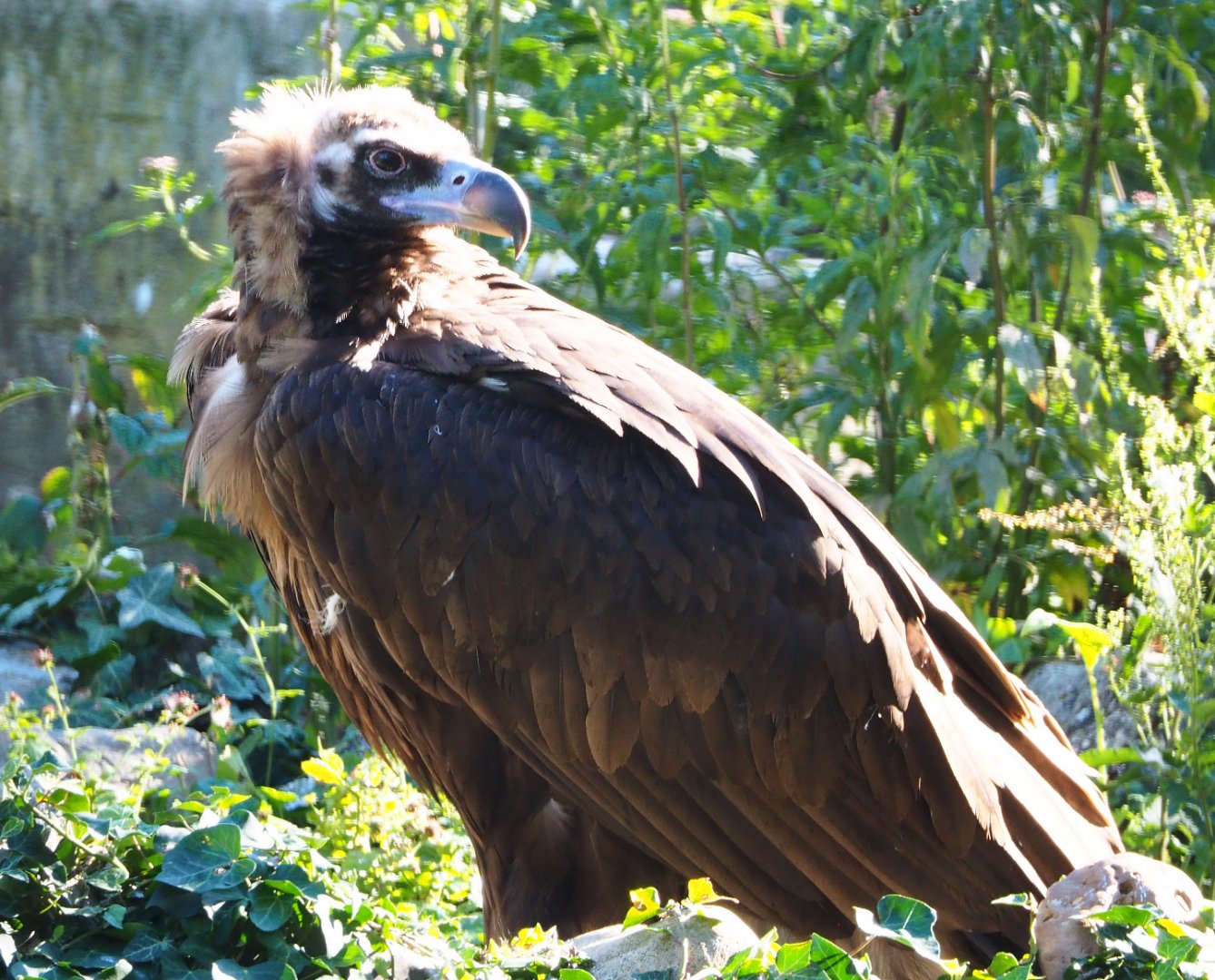 Cinereous vulture (Aegypius monachus), 2020-07-21