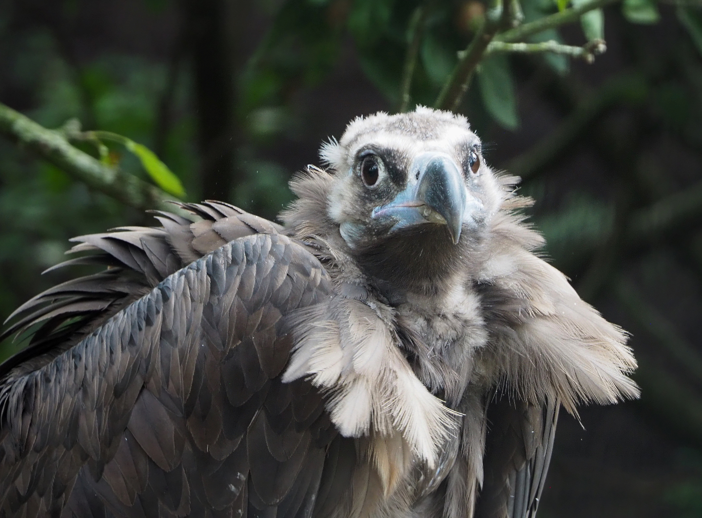 Cinereous vulture (Aegypius monachus), 2020-09-02