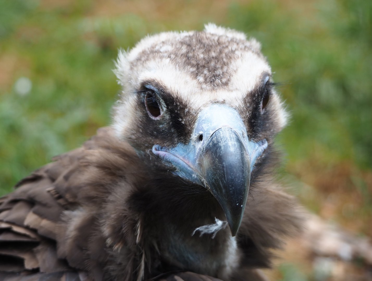 Cinereous vulture (Aegypius monachus), 2020-09-03