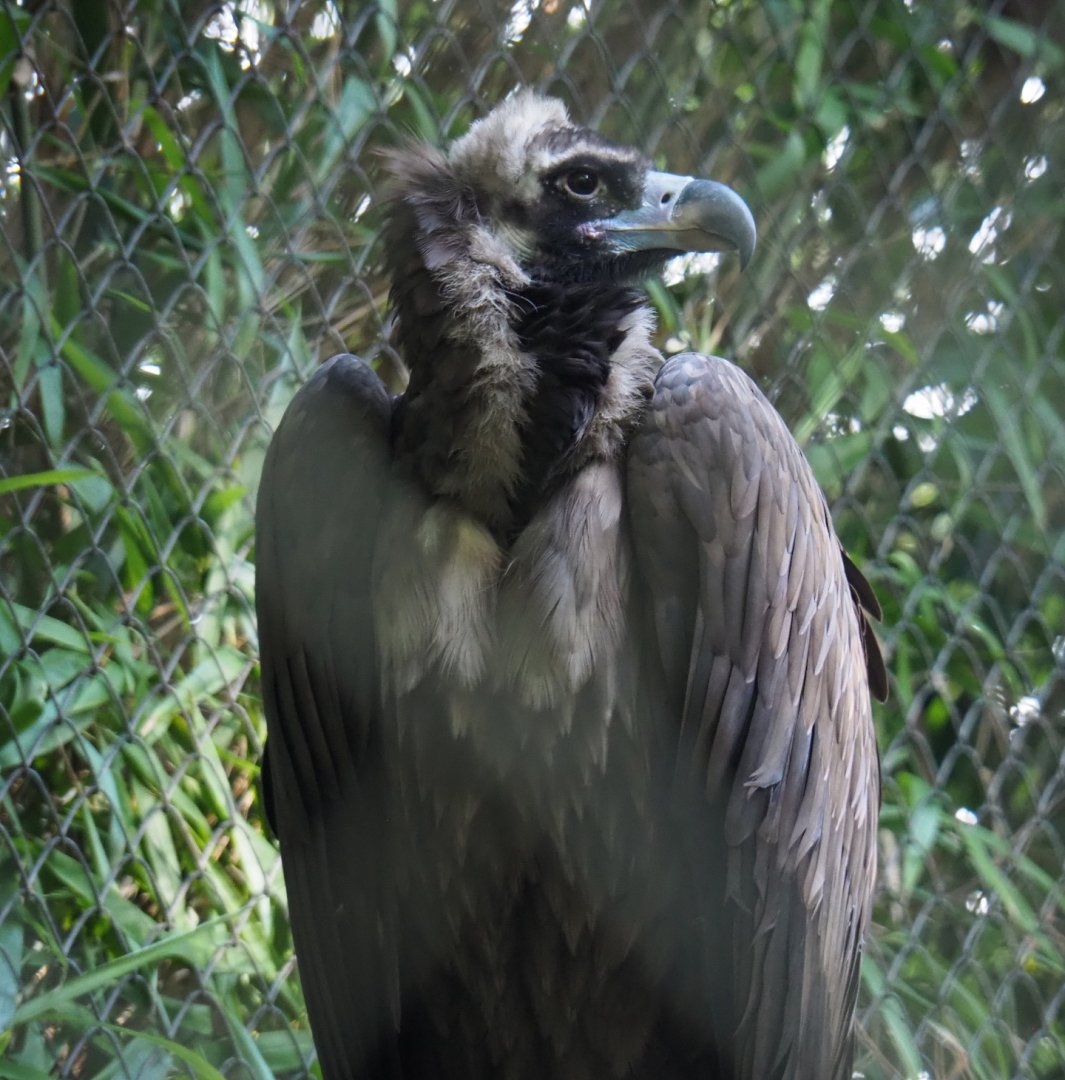 Cinereous vulture (Aegypius monachus), 2020-10-10