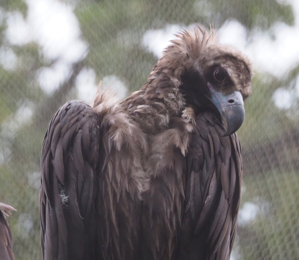 Cinereous vulture (Aegypius monachus), 2020-10-19