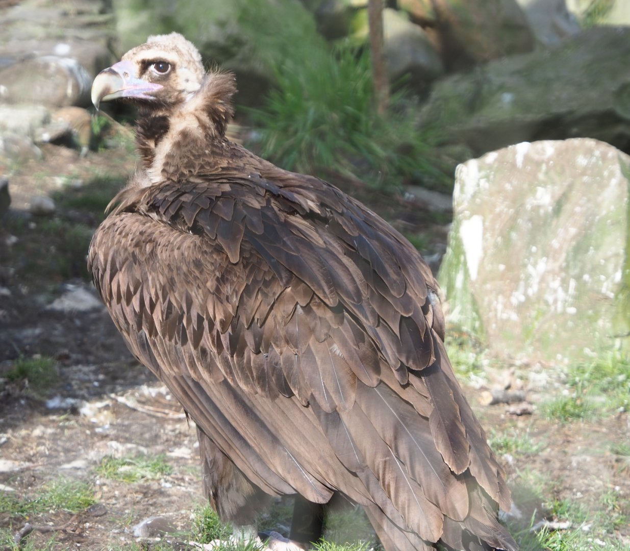 Cinereous vulture (Aegypius monachus), 2021-02-23