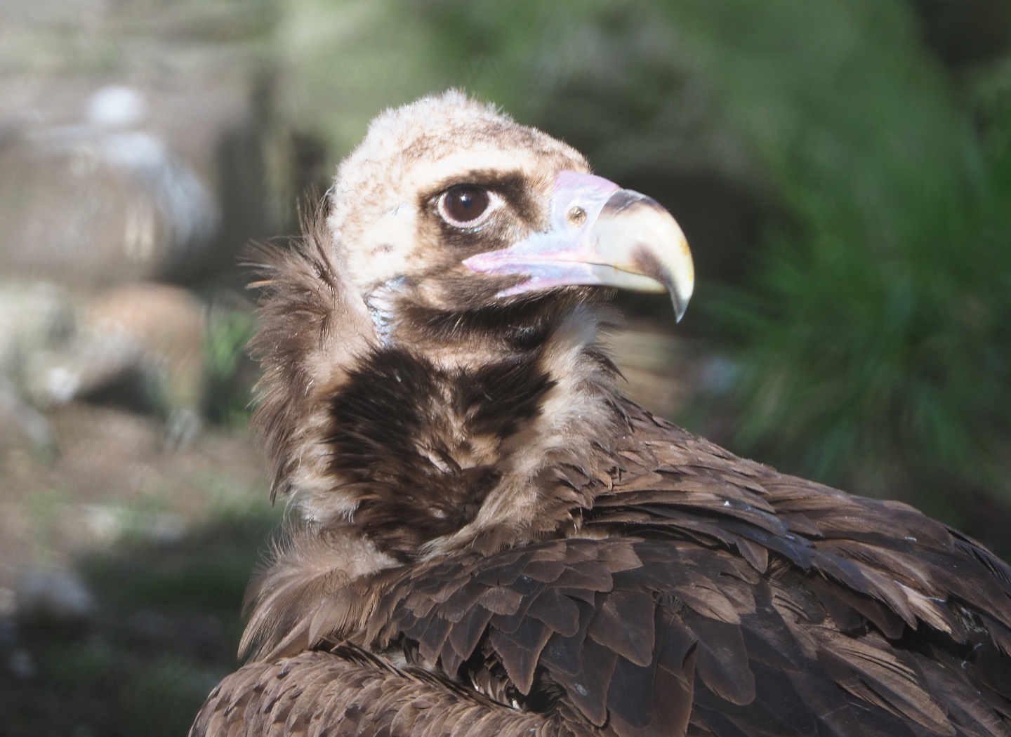 Cinereous vulture (Aegypius monachus), 2021-02-23