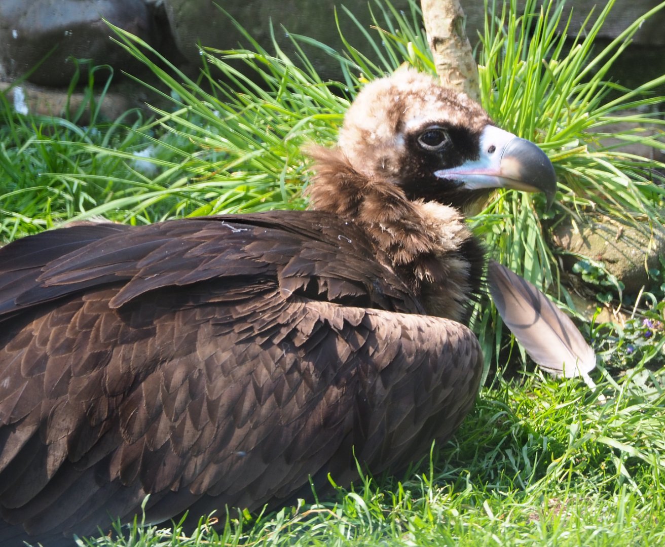 Cinereous vulture (Aegypius monachus), 2021-04-20