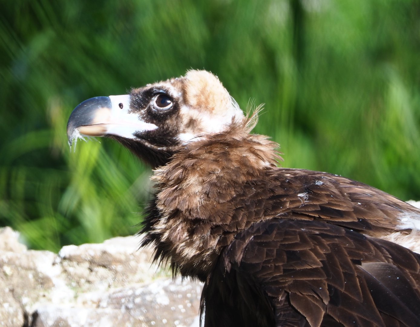 Cinereous vulture (Aegypius monachus), 2021-06-01