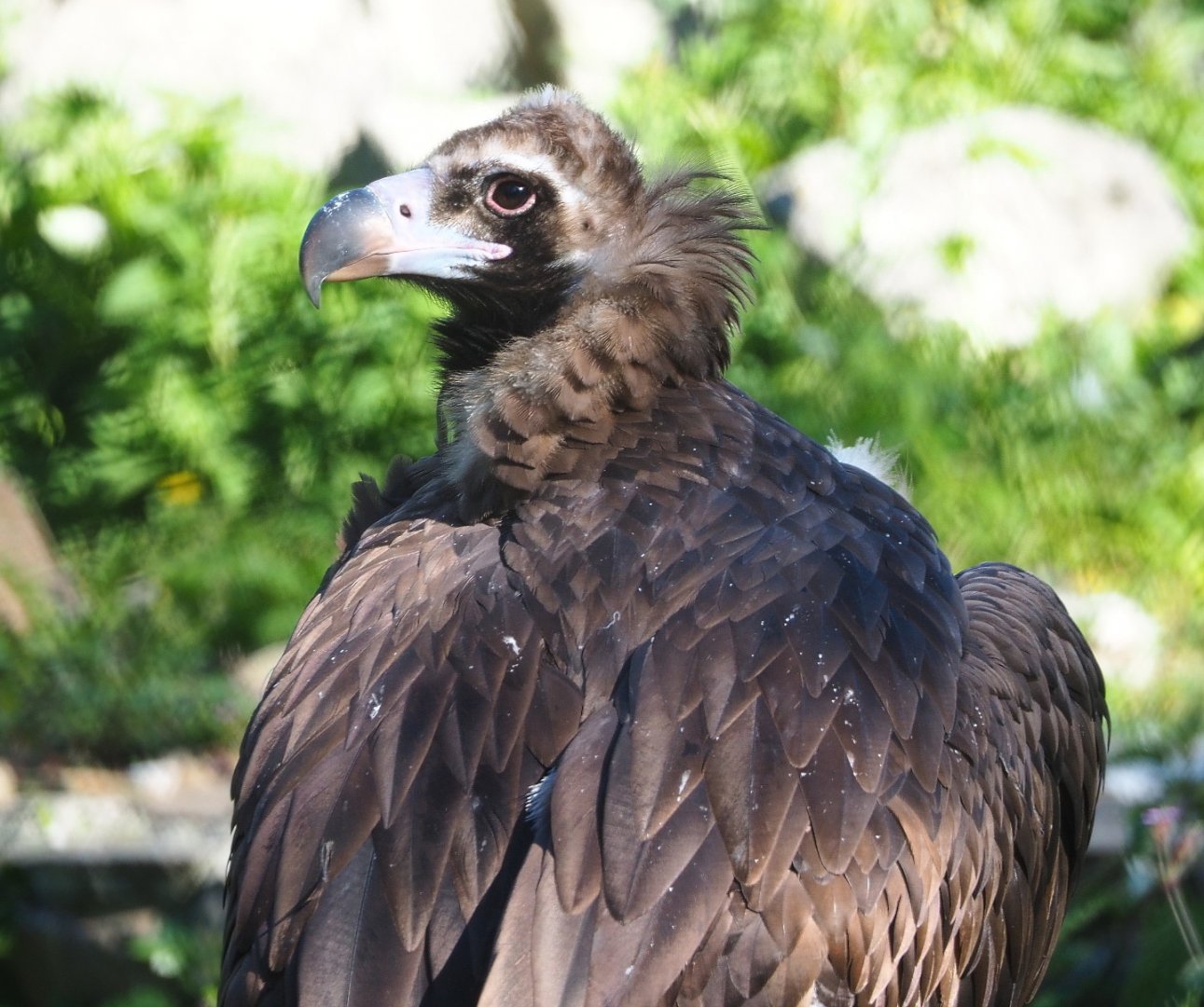 Cinereous vulture (Aegypius monachus), 2021-06-01
