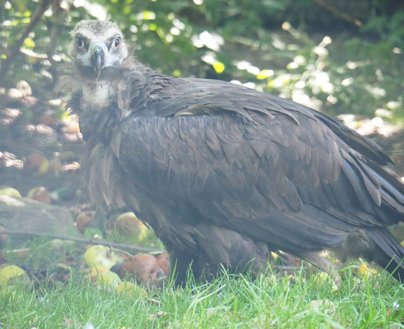 Cinereous vulture (Aegypius monachus), 2021-09-03