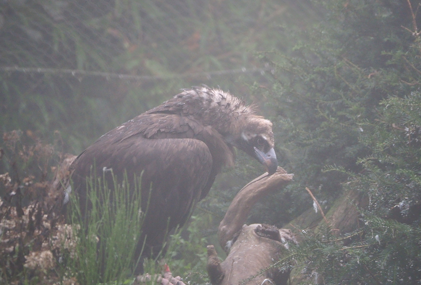 Cinereous vulture (Aegypius monachus), 2021-10-10