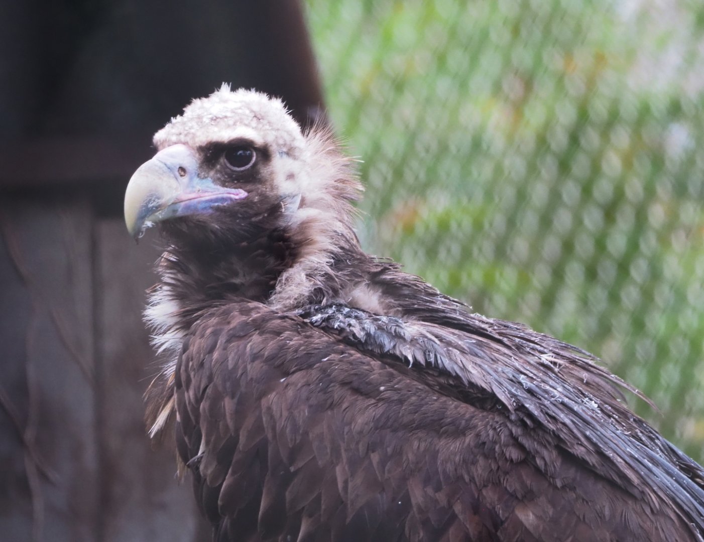 Cinereous vulture (Aegypius monachus), 2021-11-06