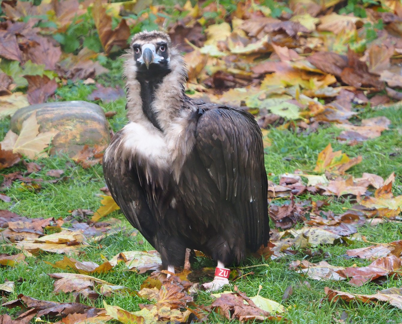 Cinereous vulture (Aegypius monachus), 2021-11-23