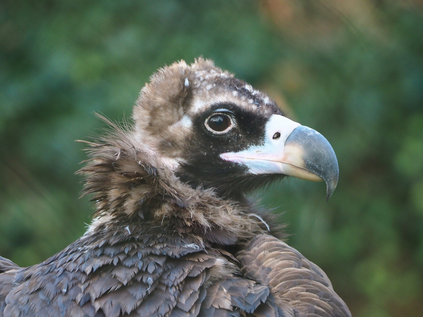 Cinereous vulture (Aegypius monachus), 2021-11-23