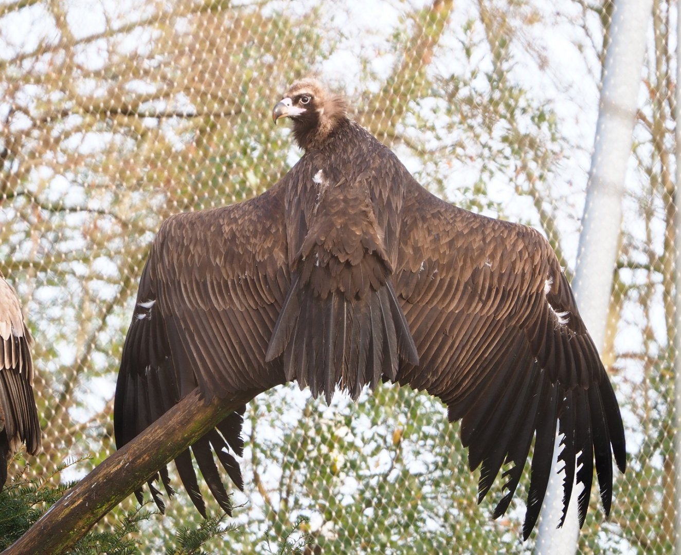 Cinereous vulture (Aegypius monachus), 2021-12-07