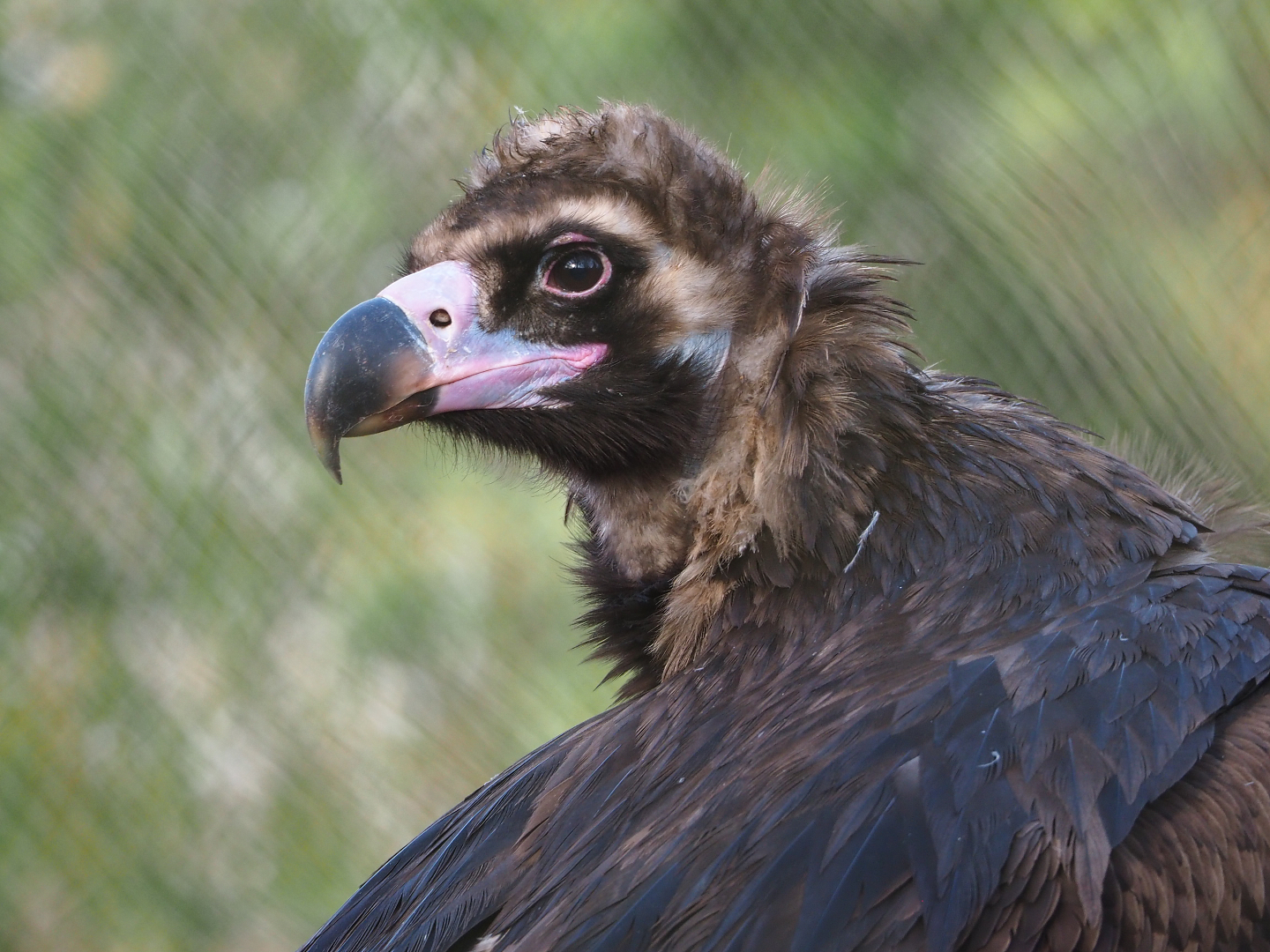Cinereous vulture (Aegypius monachus), 2021-12-22