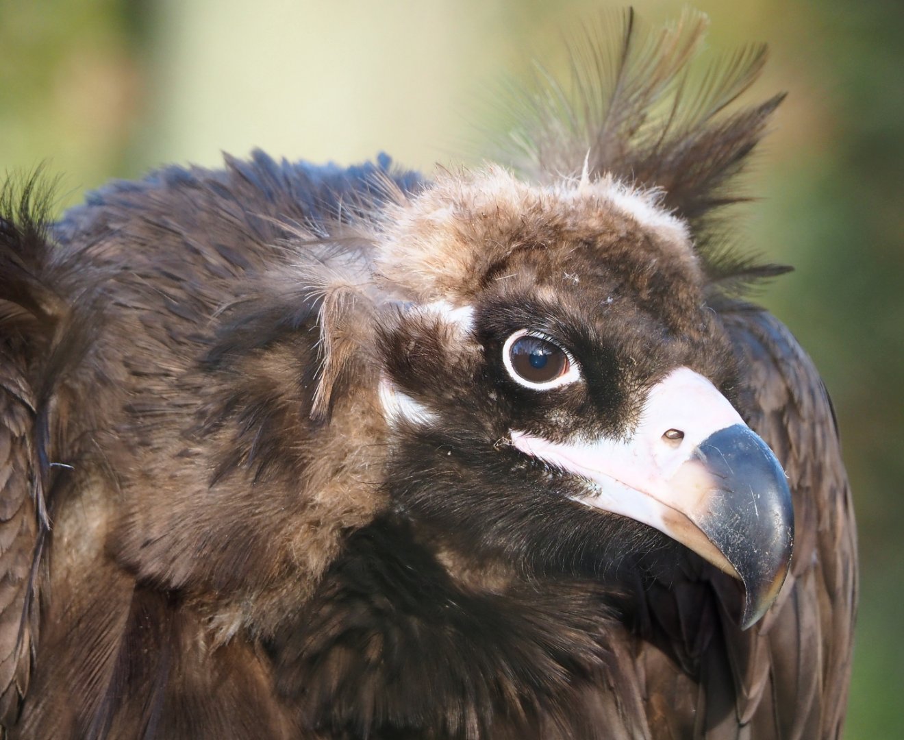 Cinereous vulture (Aegypius monachus), 2021-12-22