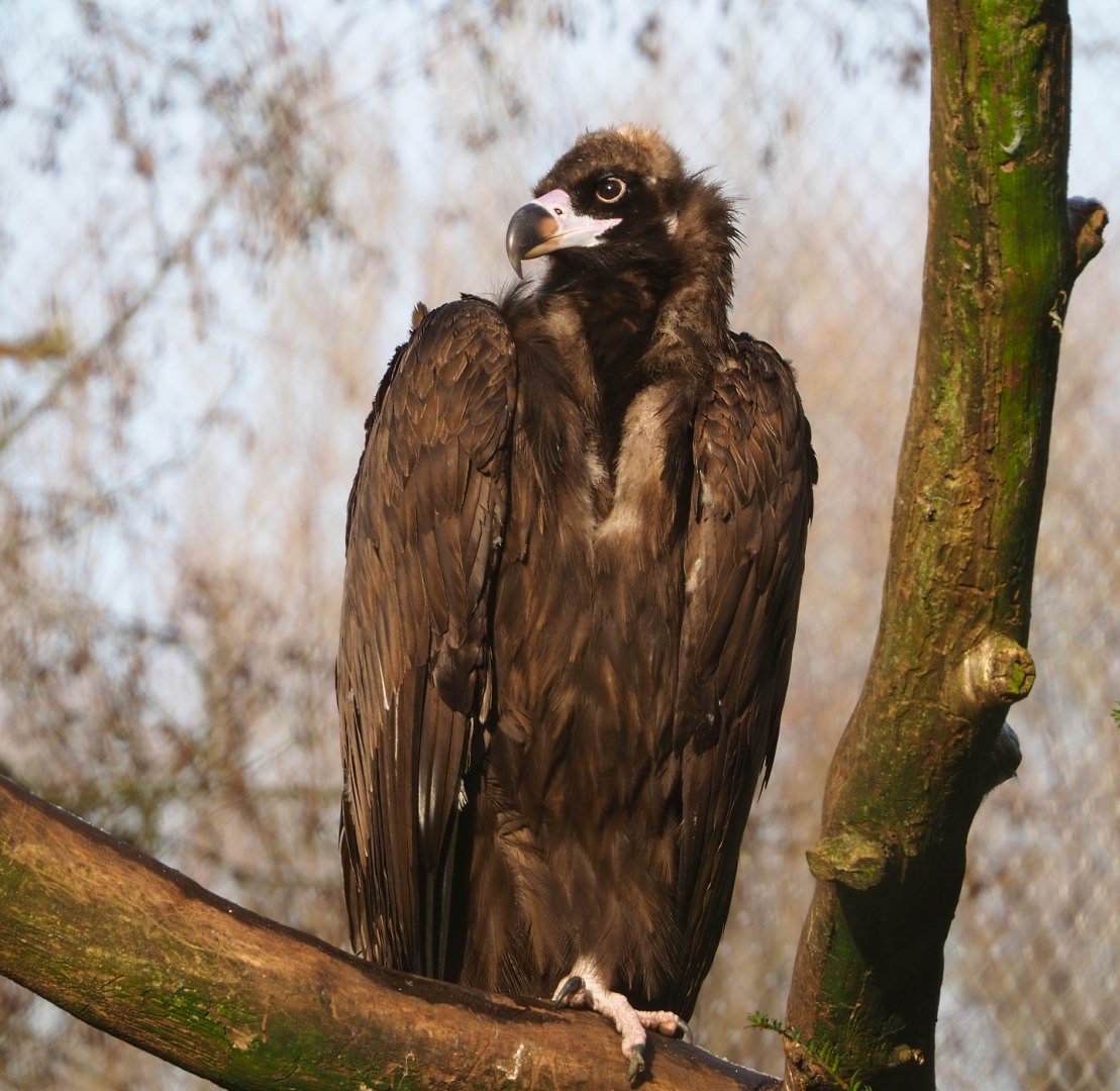 Cinereous vulture (Aegypius monachus), 2021-12-22