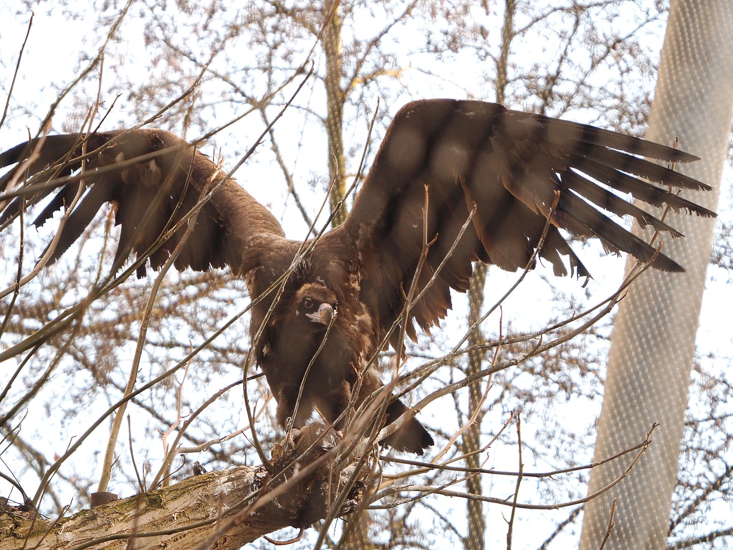 Cinereous vulture (Aegypius monachus), 2022-01-30