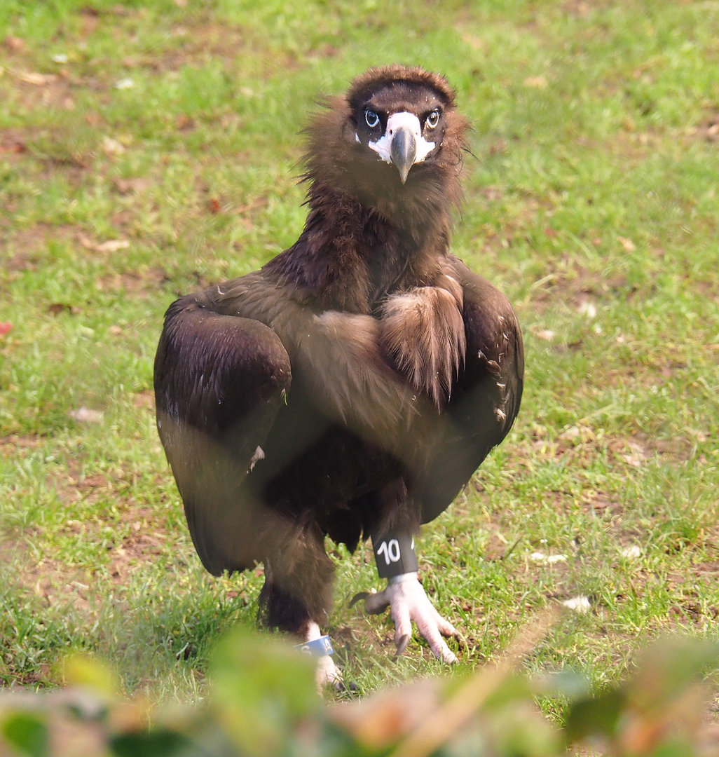 Cinereous vulture (Aegypius monachus), 2022-01-30