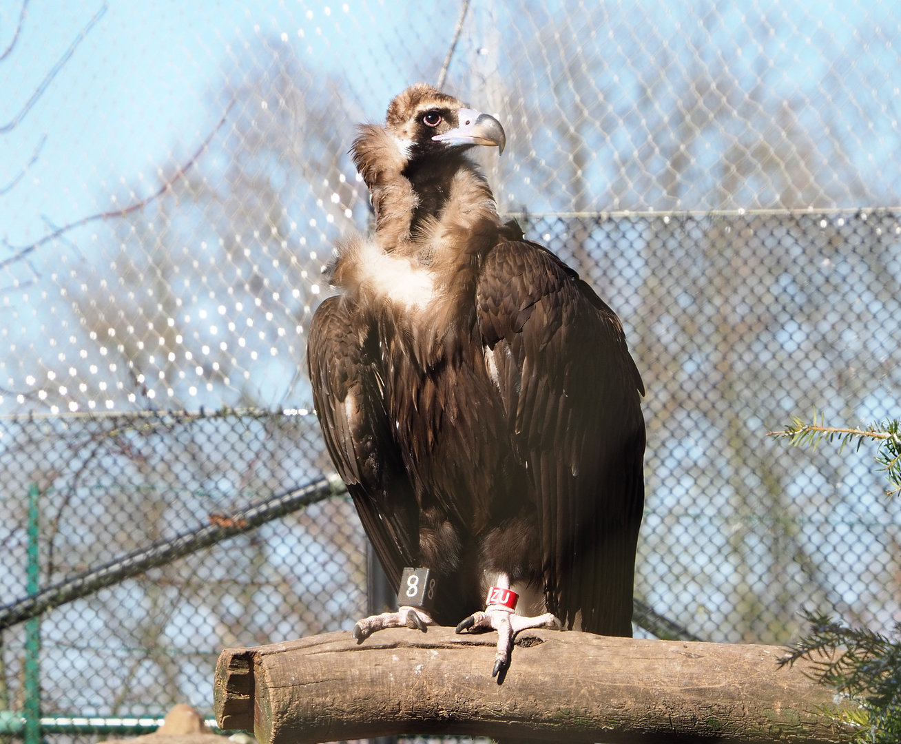 Cinereous vulture (Aegypius monachus), 2022-03-08