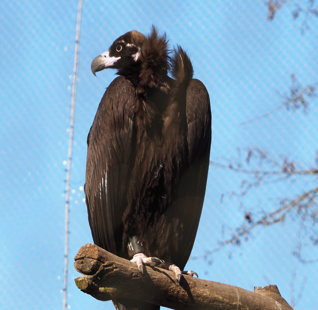 Cinereous vulture (Aegypius monachus), 2022-03-08
