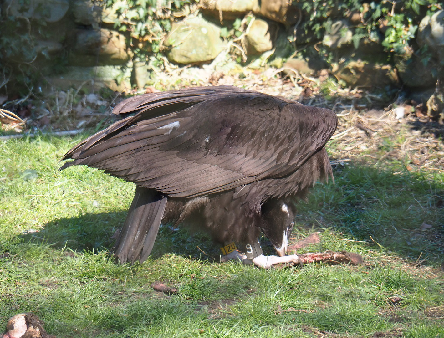 Cinereous vulture (Aegypius monachus), 2022-03-08