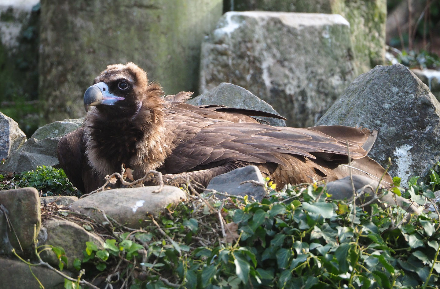Cinereous vulture (Aegypius monachus), 2022-04-12