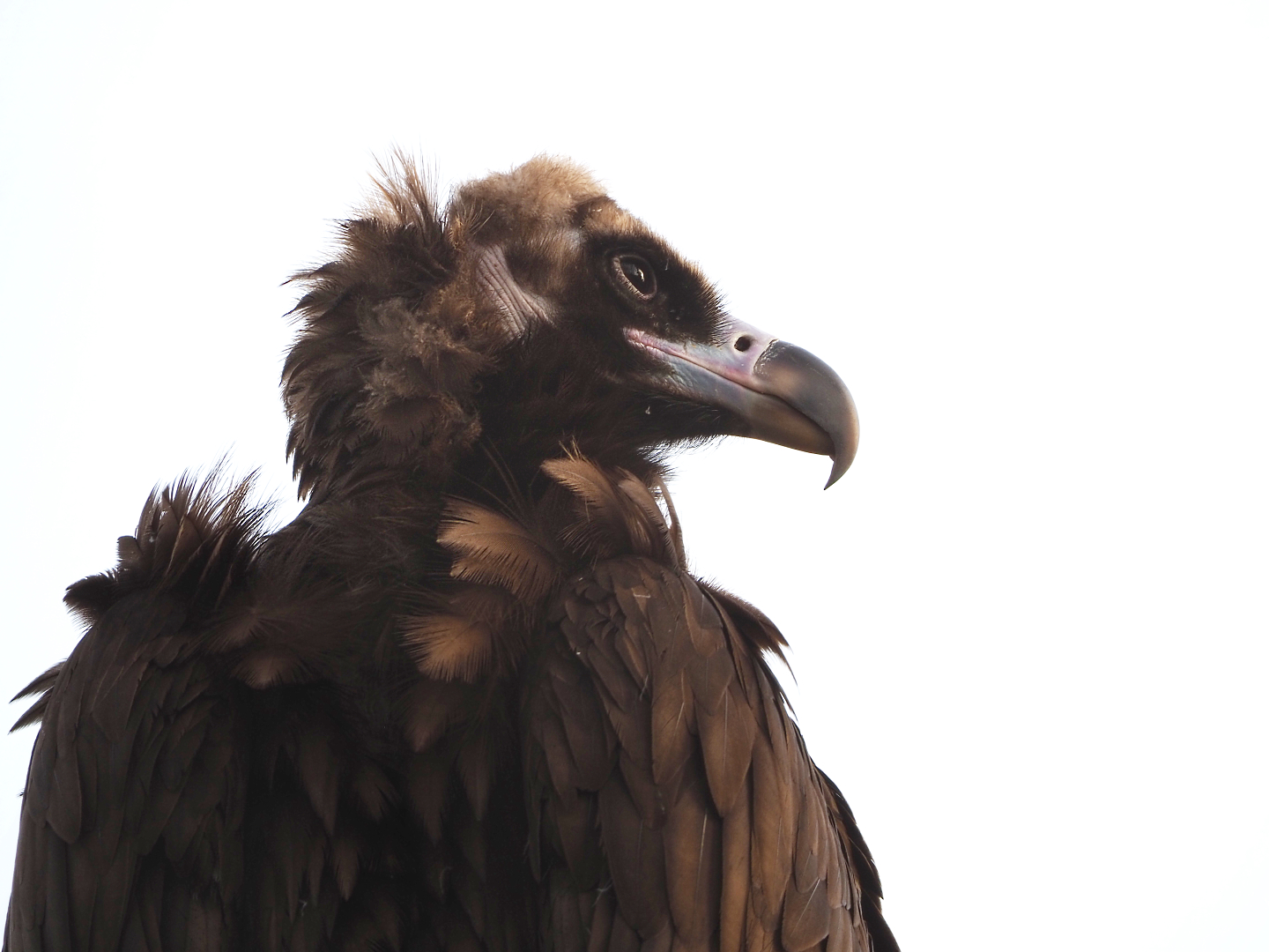 Cinereous vulture (Aegypius monachus), 2022-04-12