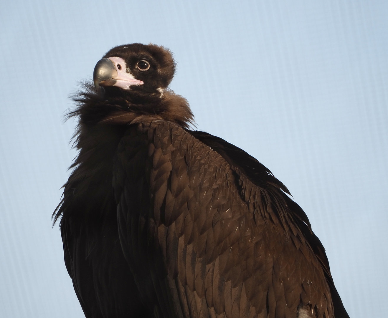 Cinereous vulture (Aegypius monachus), 2022-04-12