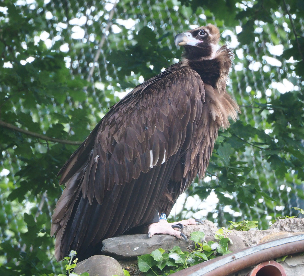 Cinereous vulture (Aegypius monachus), 2022-05-28