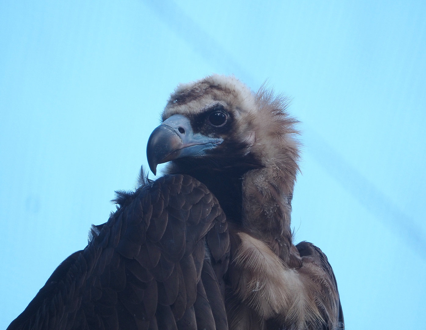 Cinereous vulture (Aegypius monachus), 2022-05-28