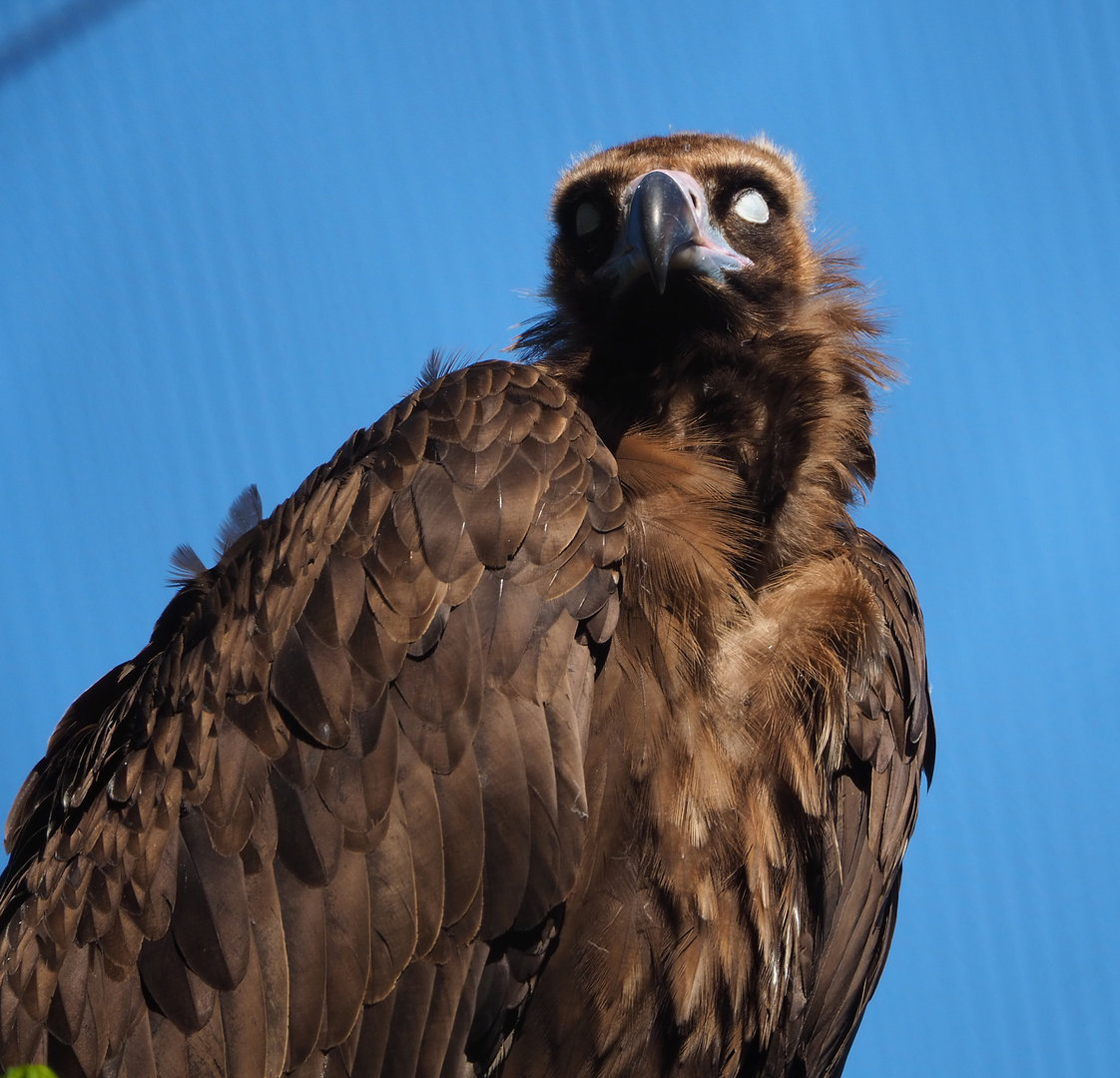 Cinereous vulture (Aegypius monachus), 2022-06-15