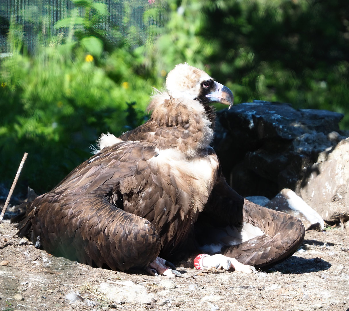 Cinereous vulture (Aegypius monachus), 2022-06-15