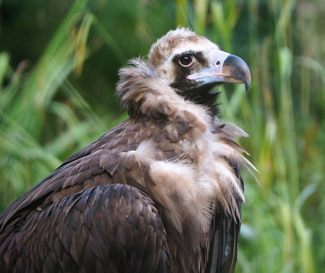 Cinereous vulture (Aegypius monachus), 2022-07-03