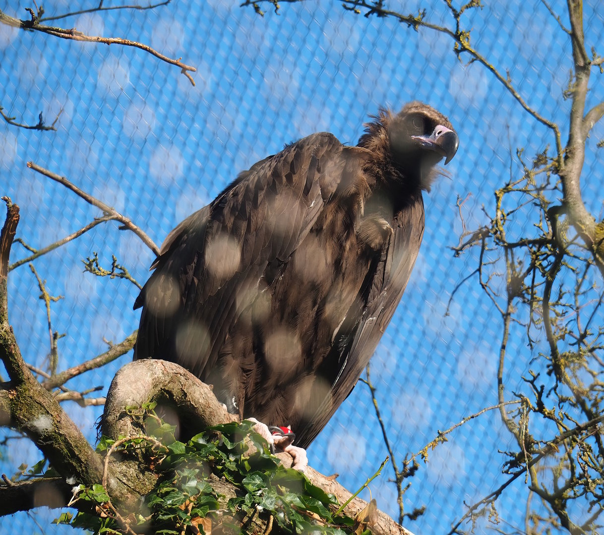 Cinereous vulture (Aegypius monachus), 2022-07-16