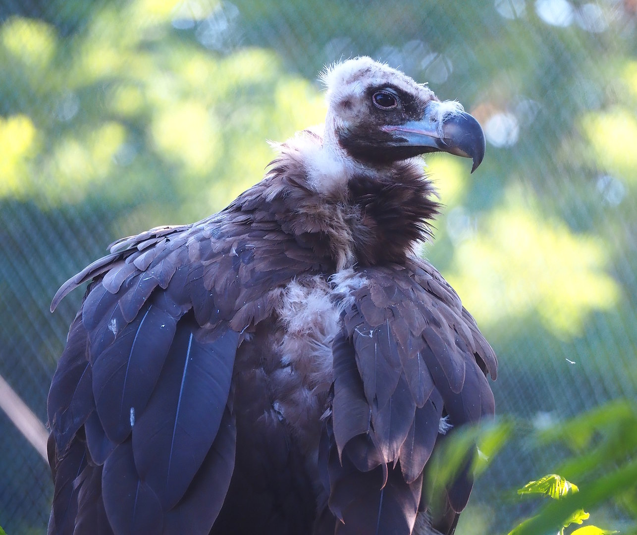 Cinereous vulture (Aegypius monachus), 2022-07-16