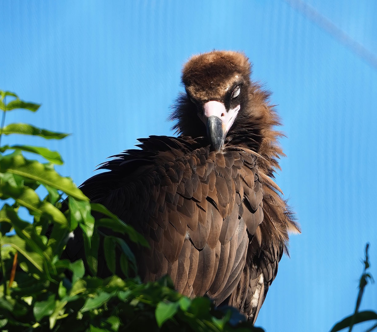 Cinereous vulture (Aegypius monachus), 2022-08-07