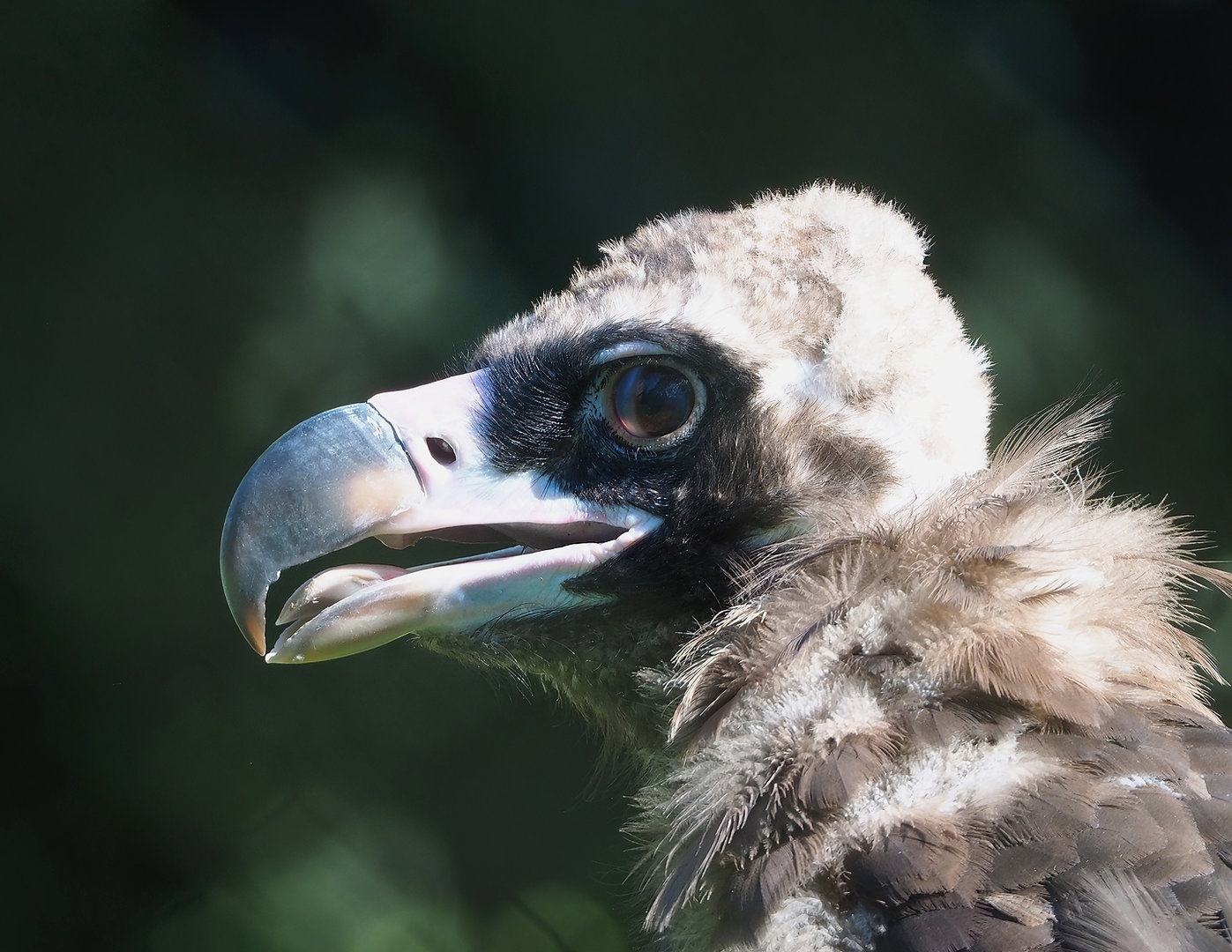 Cinereous vulture (Aegypius monachus), 2022-08-07