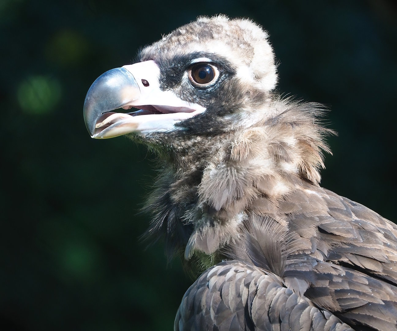 Cinereous vulture (Aegypius monachus), 2022-08-07