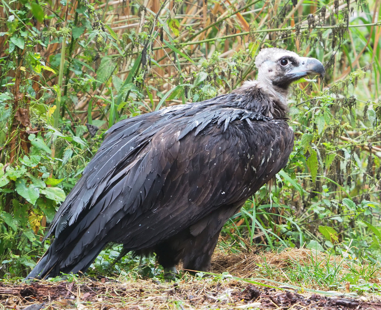 Cinereous vulture (Aegypius monachus), 2022-09-14
