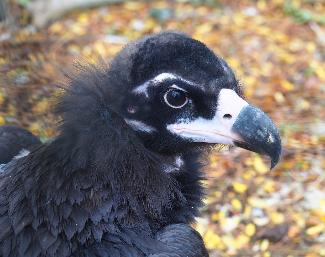 Cinereous vulture (Aegypius monachus), 2022-09-15