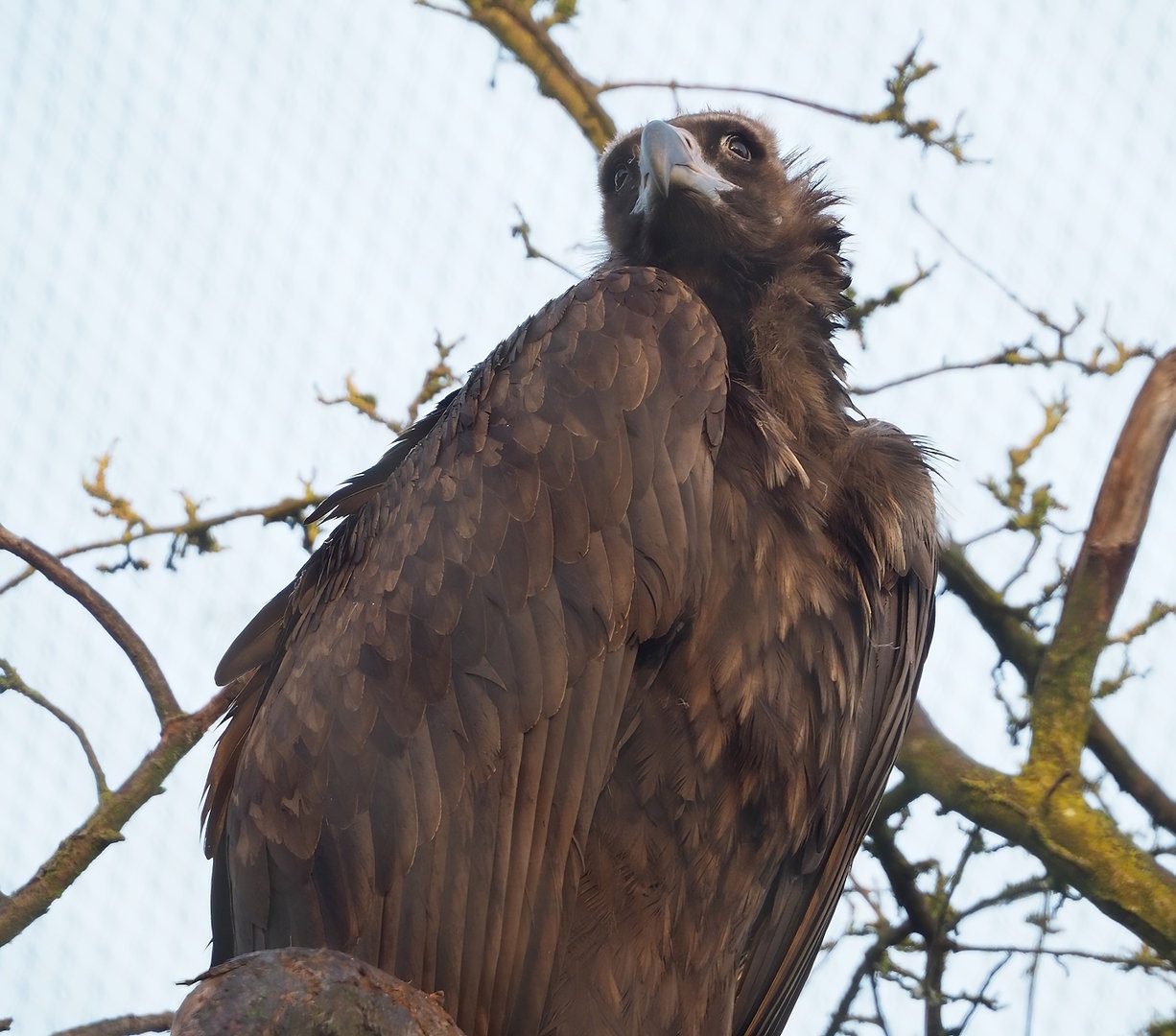 Cinereous vulture (Aegypius monachus), 2022-10-19