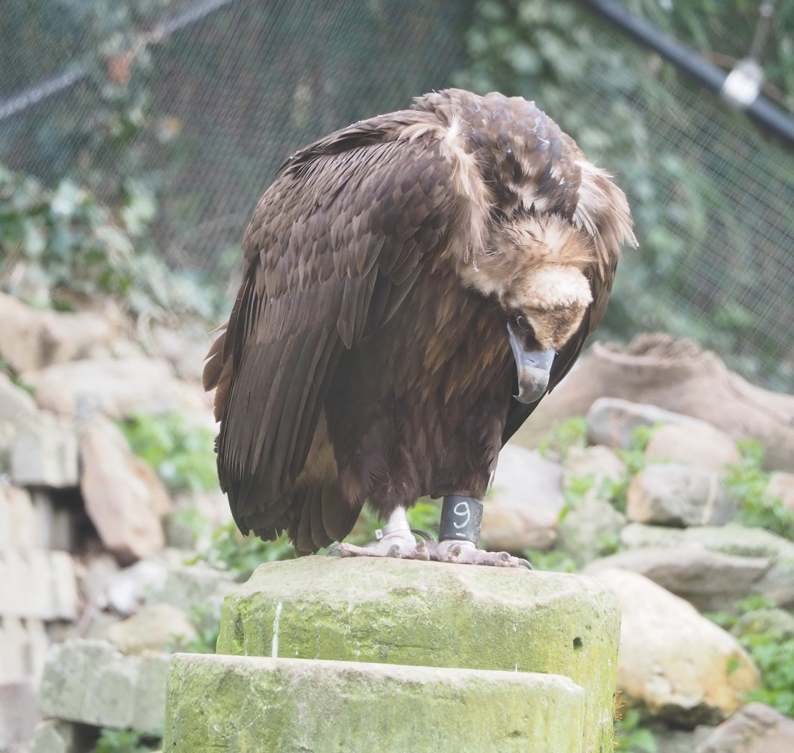 Cinereous vulture (Aegypius monachus), 2023-03-28