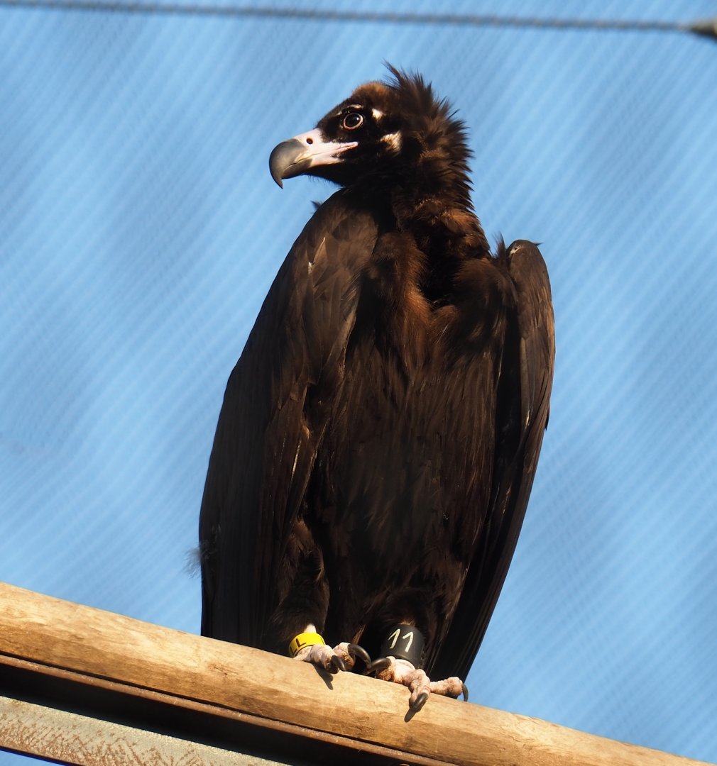 CInereous vulture (Aegypius monachus), 2023-04-18